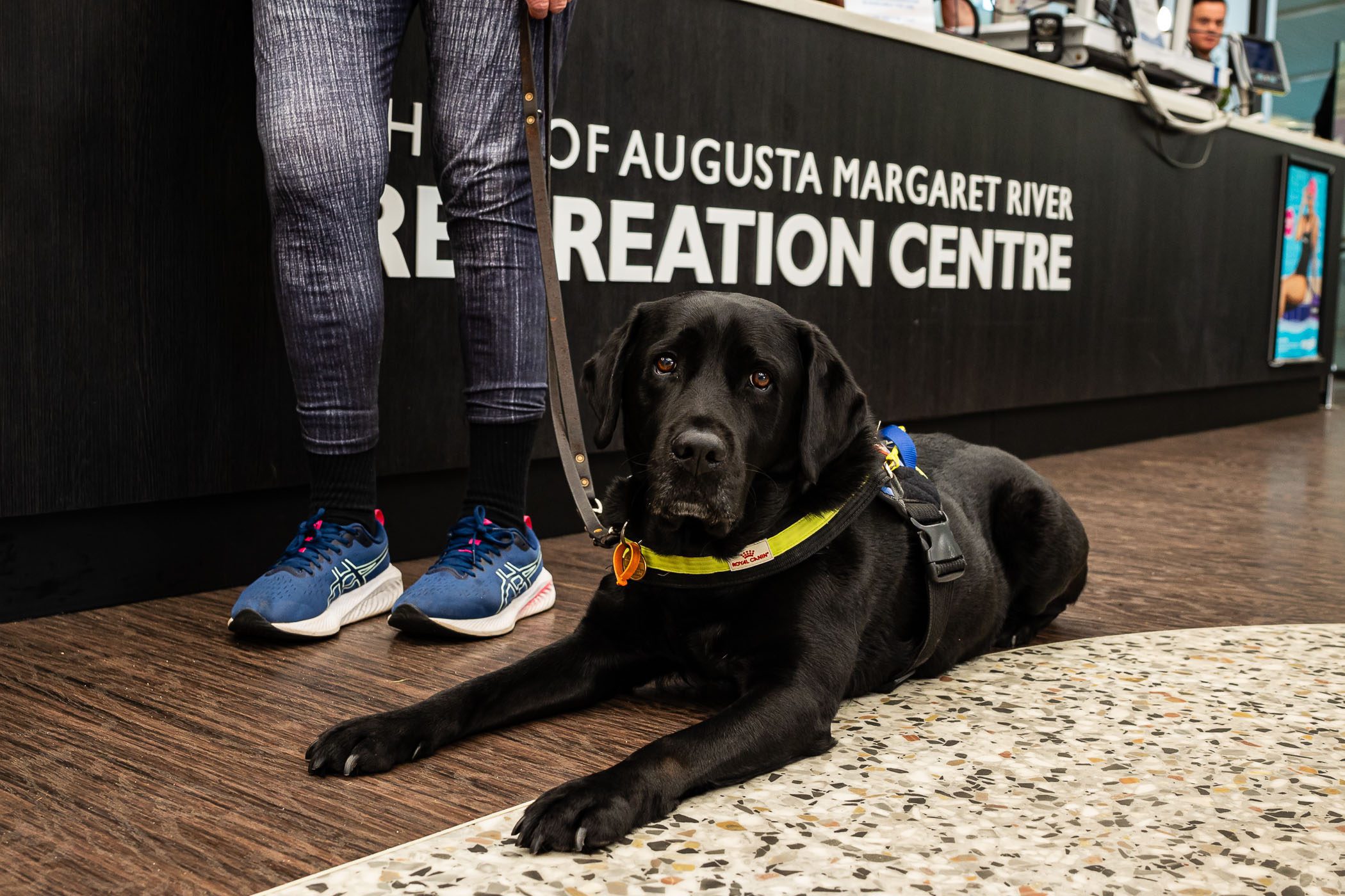An assistant dog lying down at the front desk area.